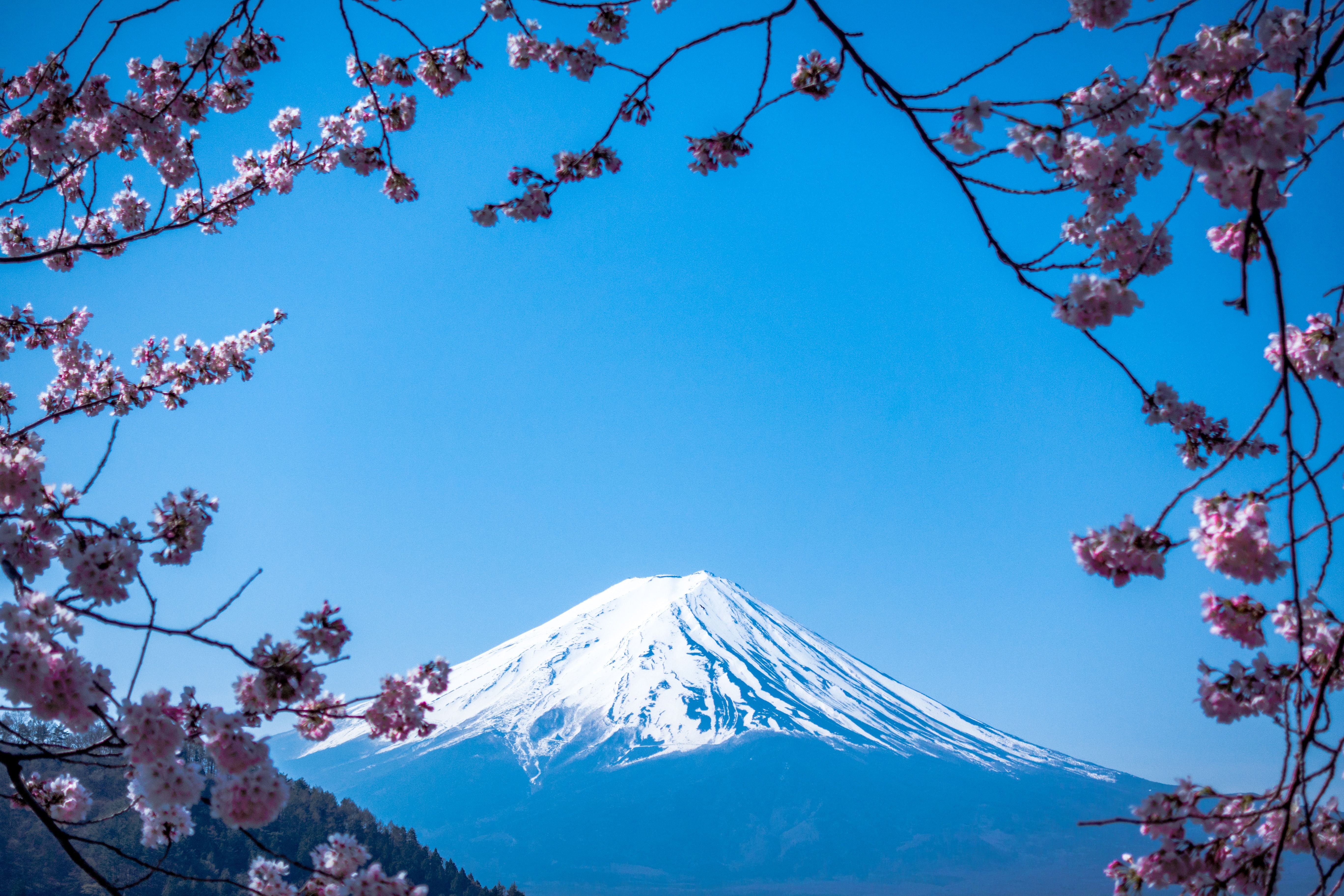 Fresh ingredients used in Japanese cuisine